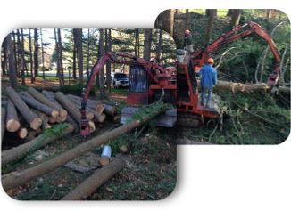 Property Clearing CT, Tree Cutting CT, Stump Removal CT, Property Clearing Services CT, Wood Chipping